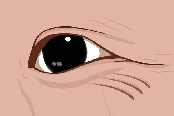 骨密度下降，会带来哪些问题？怎么做能够强化骨头？