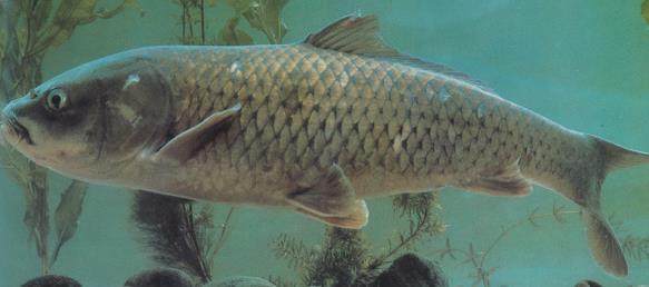 国家一二级保护野生鱼类16种