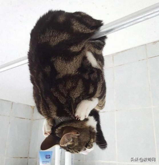 一进浴室被吓到心梗...挂在浴帘杆子上COS蝙蝠，这猫是几个意思？