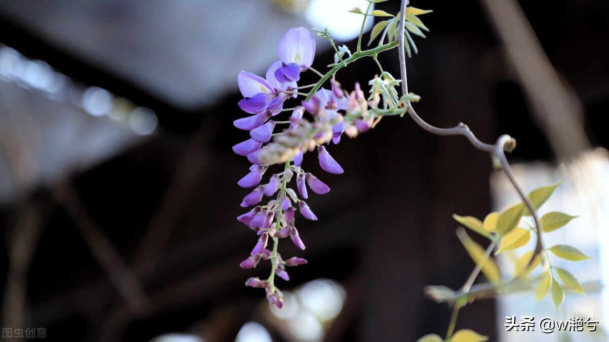 春天的颜色——红白黄紫绿