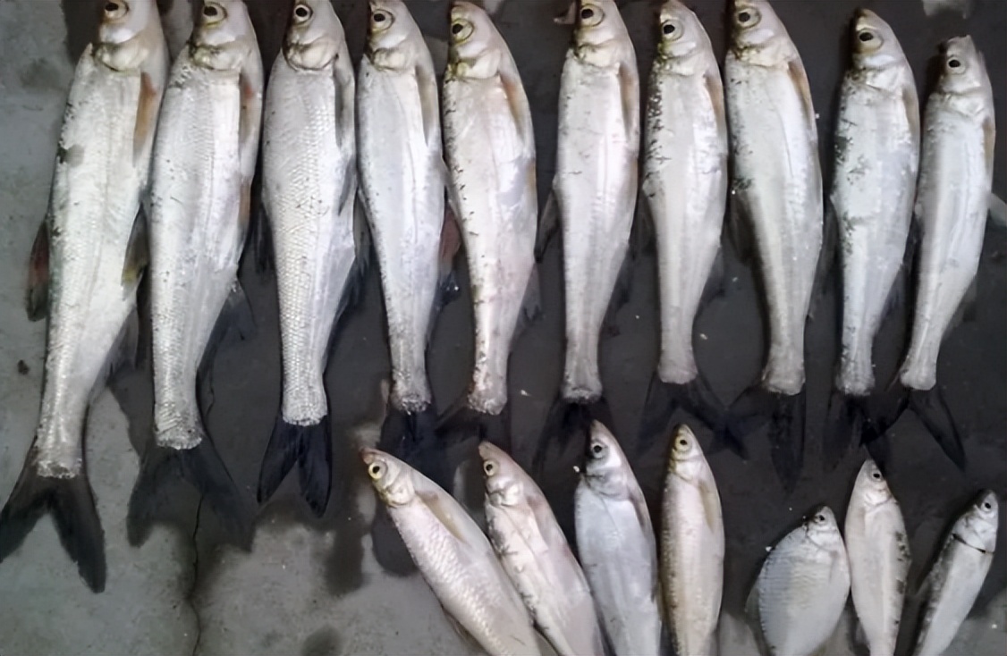 让钓鱼人恨之入骨的“白条”是怎样一种鱼？它最大能长到多大？