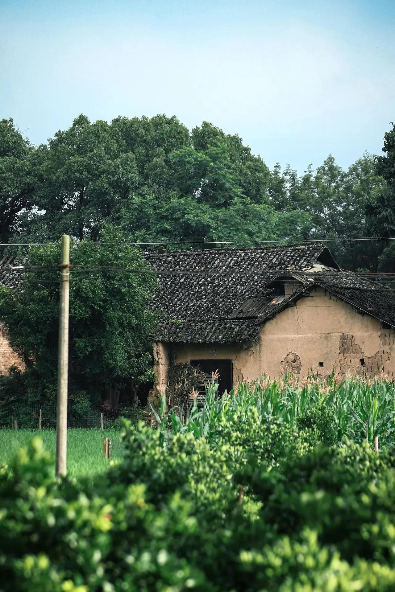 夏天的田园风光,一定是这个样子的
