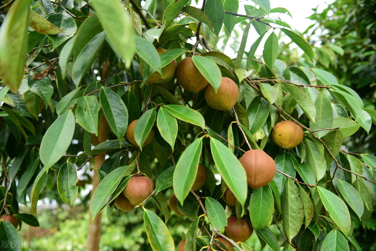 曾是“国民食用油”的土茶油，为什么如今却很少人吃了？