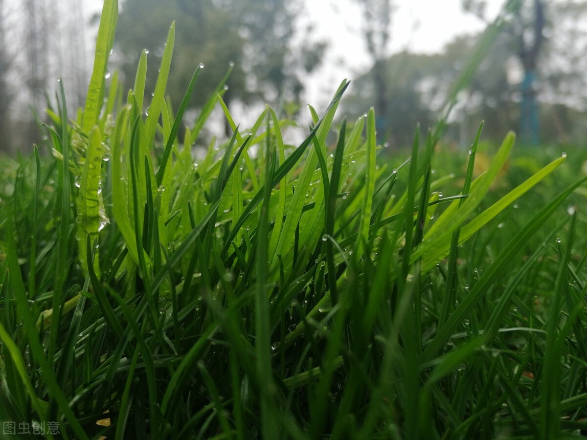牛玲：想那一坡青青草