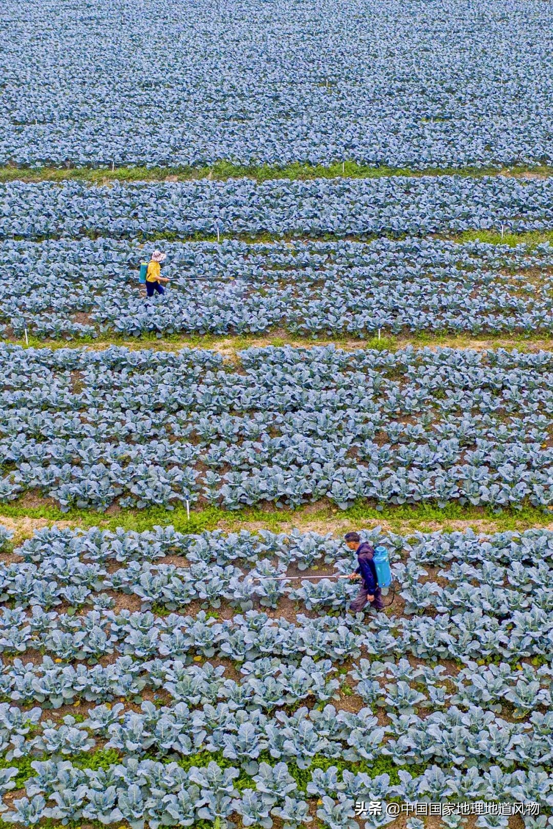 助力蔬菜自由，山东、河南、河北、江苏四省，种菜到底有多猛？