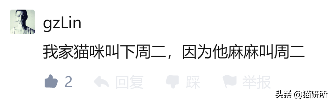 爆肝统计5000个猫名，让所有人都笑死在这些沙雕名字里