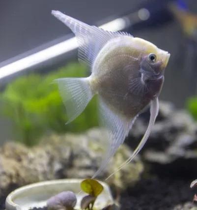 雪燕墨燕其次是对水质要求比较高的神仙燕鱼金鼎神仙燕鱼玻璃三色神仙