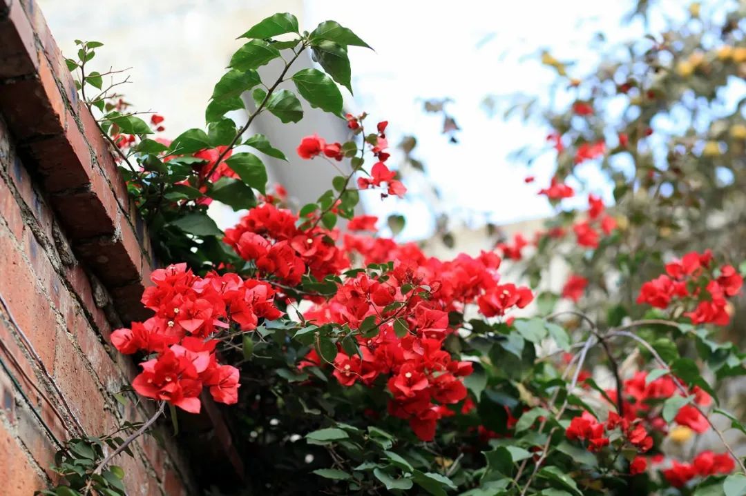 10首最美夏至诗词，凉风送爽，池清荷香，温柔了整个夏天