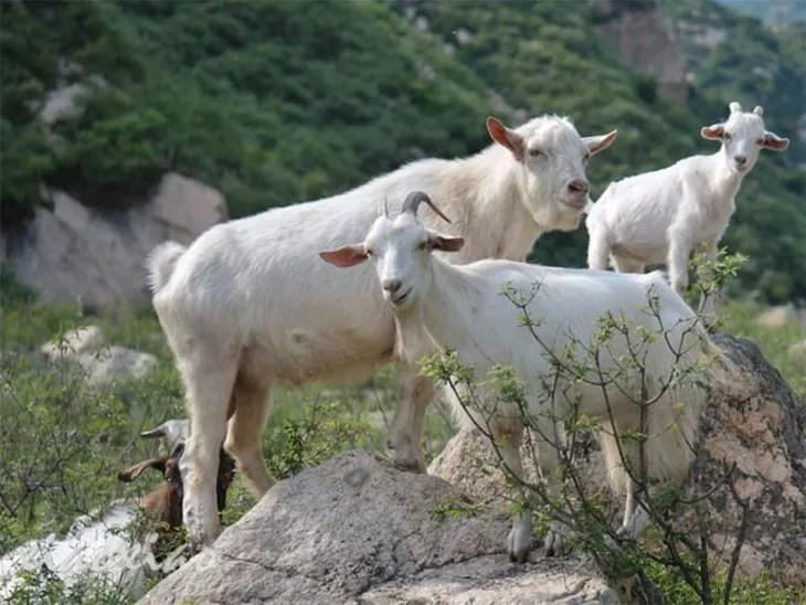 五万元投资这些农村项目，同样也能发家致富