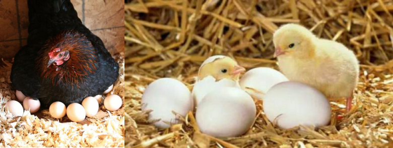 一种消亡的神秘古语，竟然还残存于江浙话里——吴语中的古越语