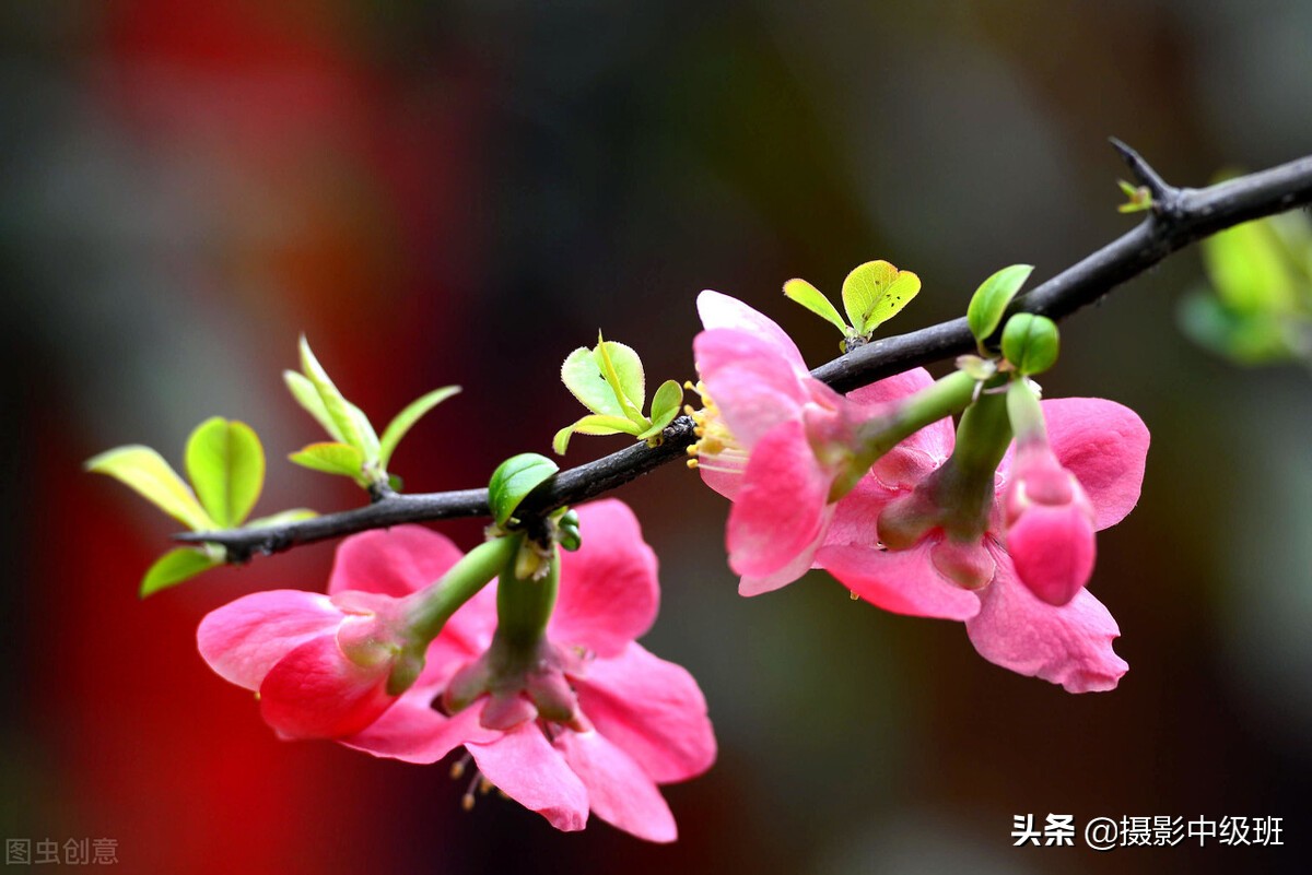 拍花失败案例：2张照片4处错误，摄影新手得小心