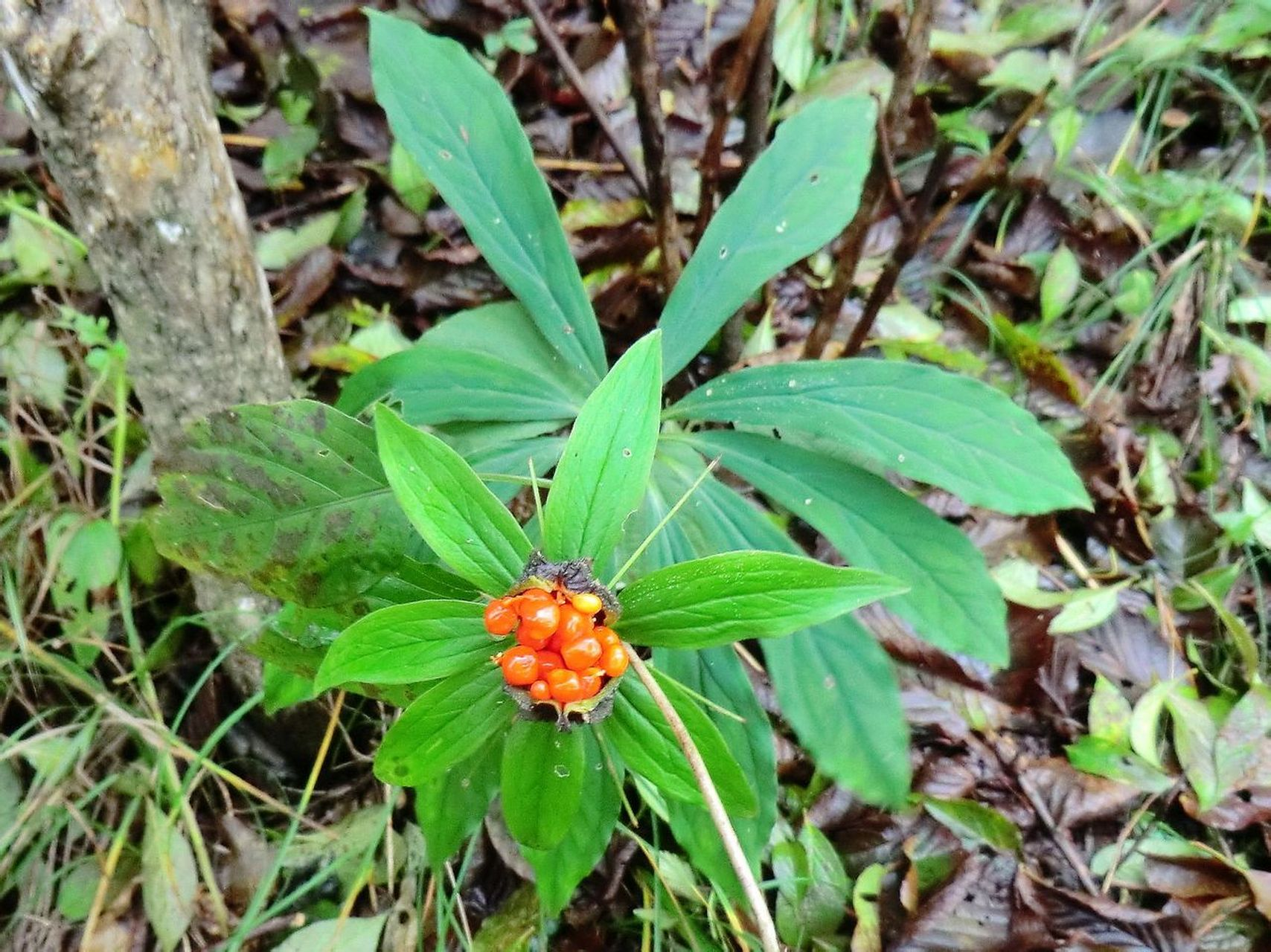 剧毒眼镜蛇现身贵州一学校！蛇真的不怕雄黄，如何才能防蛇？