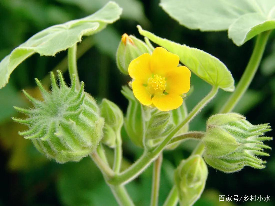 女人的麻批图片有几种(鹤城大萧侃东北) - 赤虎壹号