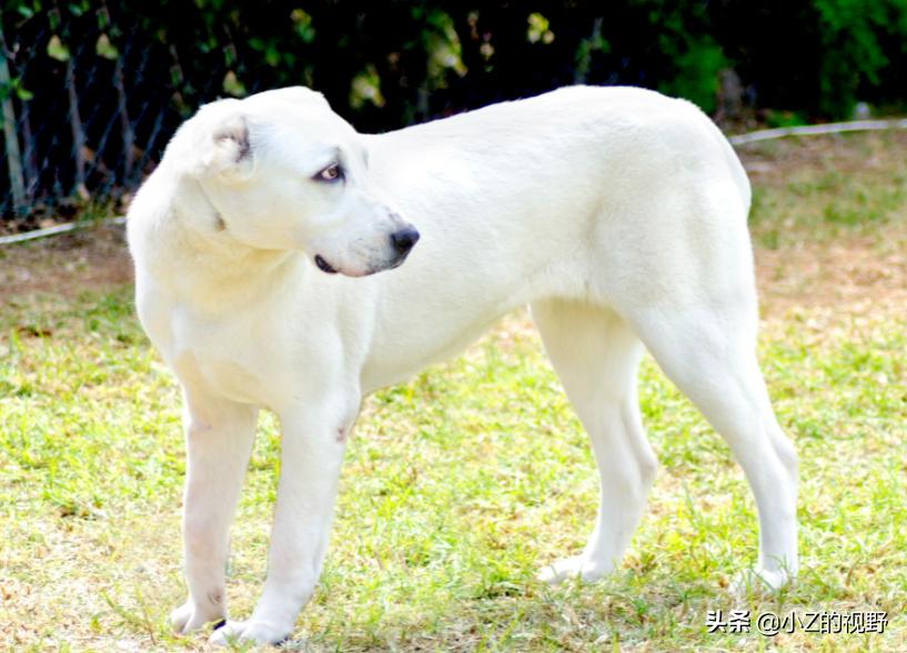 卡斯罗犬图片(五种大型犬，为何有些是禁养的，它们是如何繁育出来的？（二）)