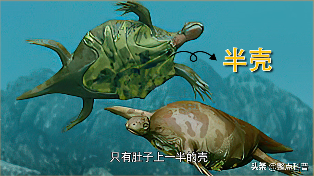 进化论的终极bug：乌龟，如何成为科学家们的“噩梦”？