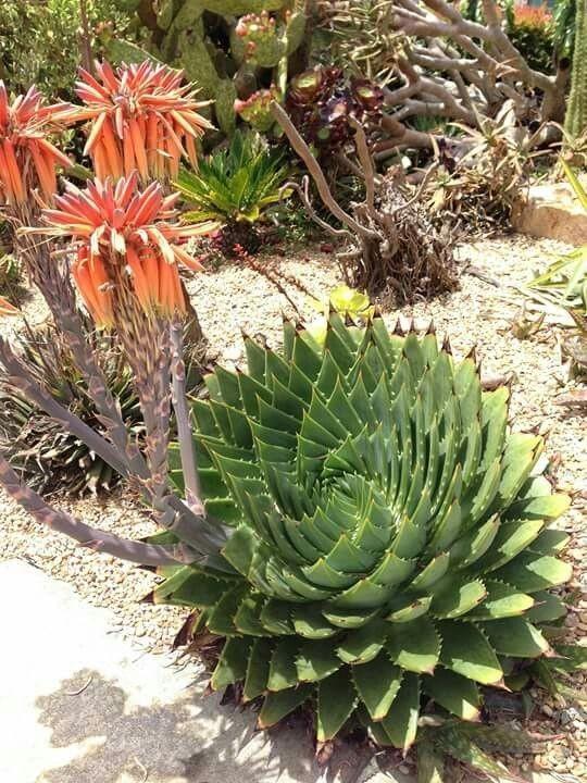 什么是木立芦荟（木立芦荟的养护知识和功效）