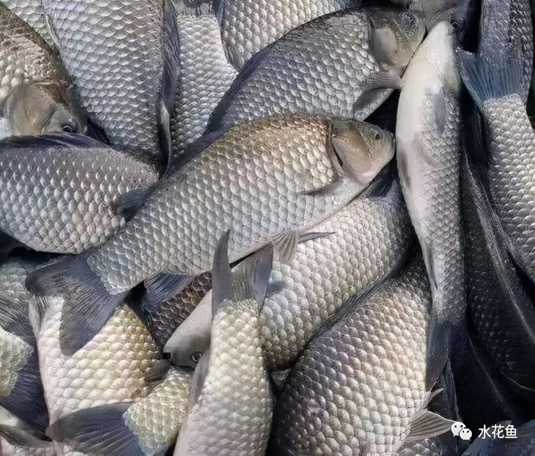 夏季鲫鱼最喜欢吃什么味的饵料(夏天钓鲫鱼用饵精髓分享)_金纳莱网