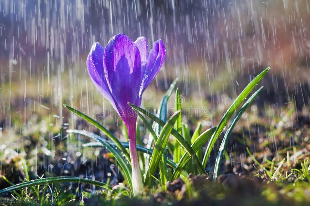 三月的雨 （现代诗）