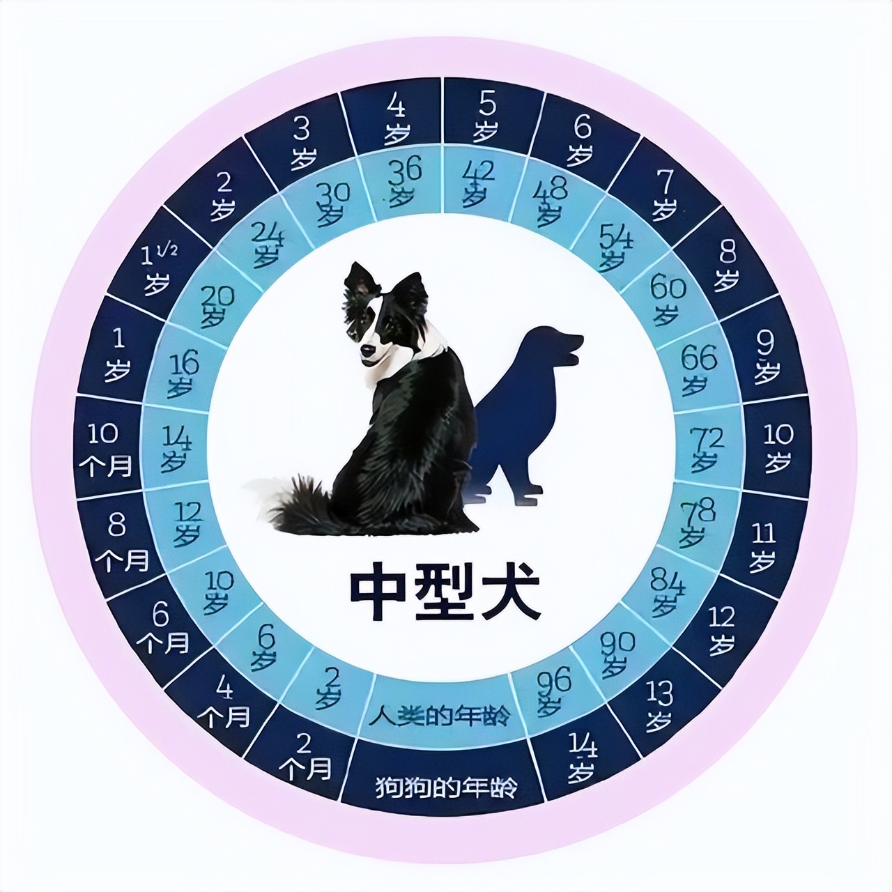 狗的寿命一般多长 狗的平均寿命和年龄算法 博海号