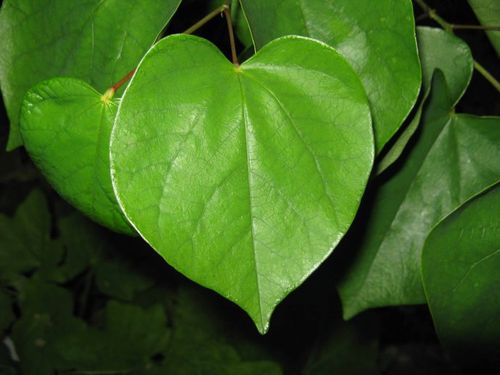 今天我就介绍这16植物的叶片形状.