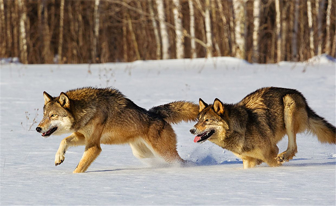 新疆天山狼群下山,咬住头羊尾巴将一群羊赶走,还追着马群跳山崖