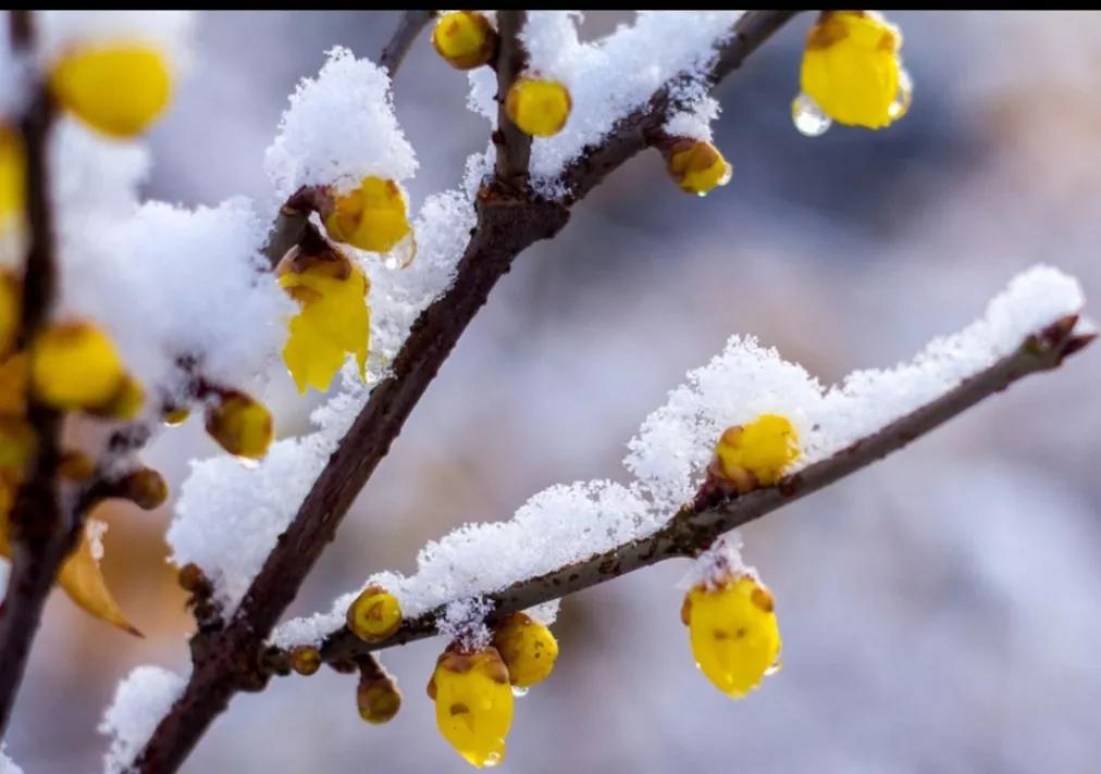 玉雪乘微风，腊梅绽琼枝