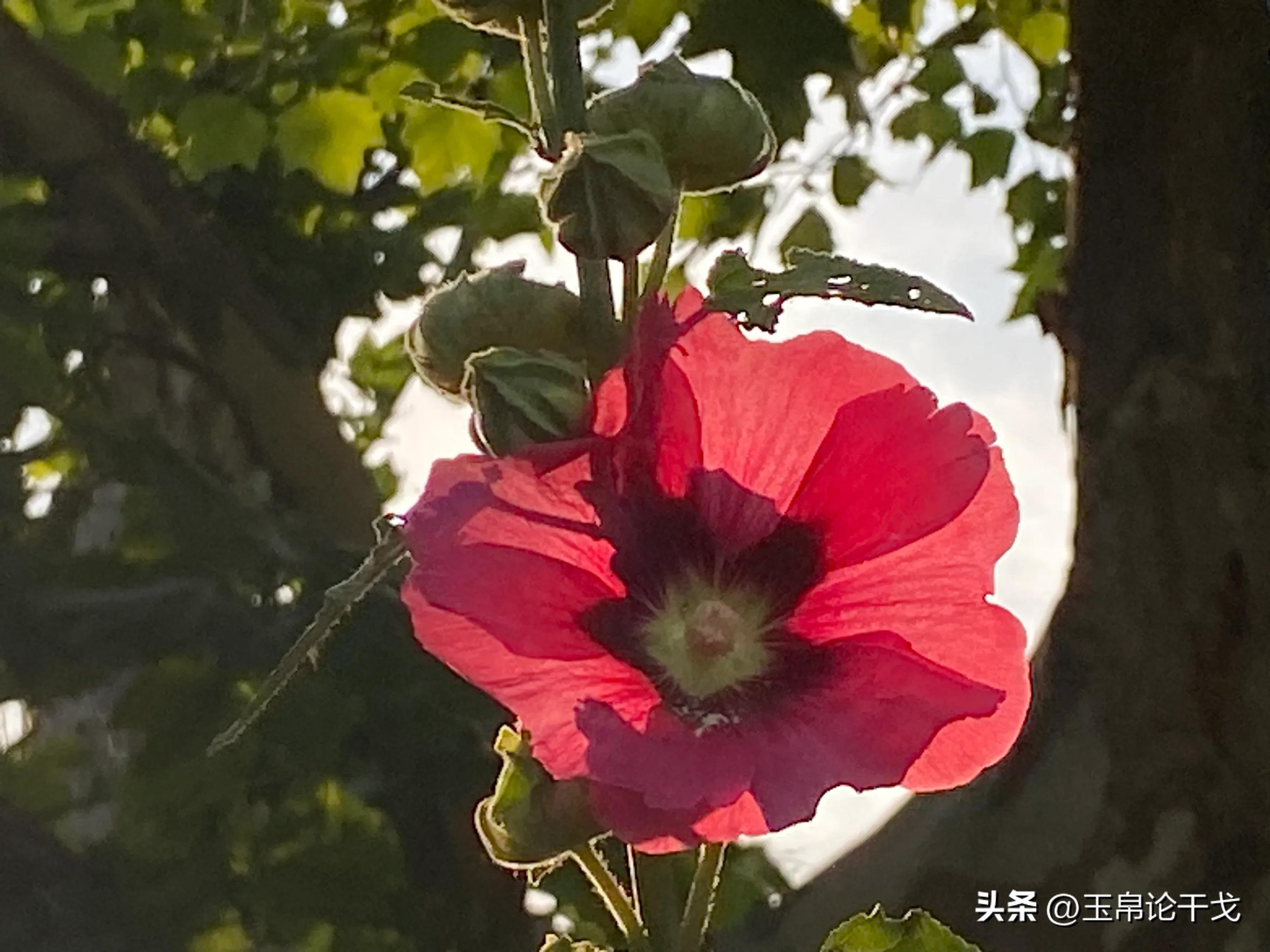 擦边情人谷
