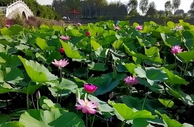 夏天游太原，收好这份“昼赏荷花夜赏景”路线图