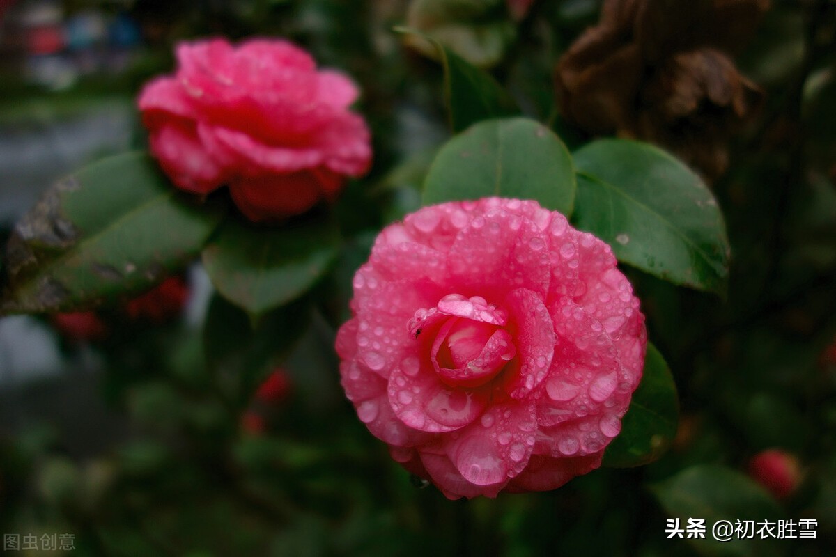 冬日茶花美诗九首：好在朱朱兼白白，一天飞雪映山茶