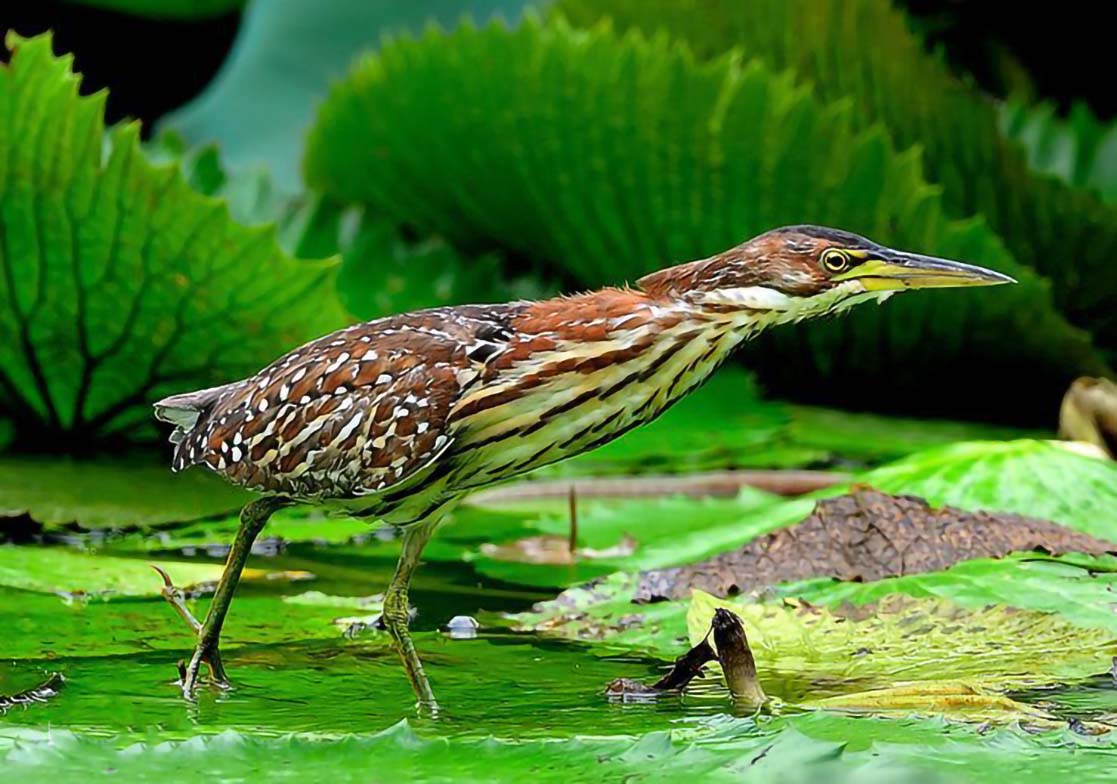 认识与识别吃鱼很凶的鹭科鸟类有些种类还是保护动物