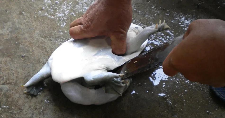 甲鱼怎么杀(如何杀鳖)-知识分享