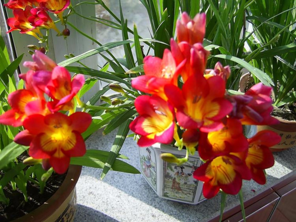 好养如蒜苗的香水花,适合冬天养,八九个颜色轮流开,又美又仙