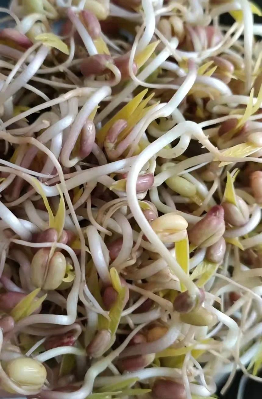 北京路小学|"疫"中"豆"陪伴——绿豆发芽生长记