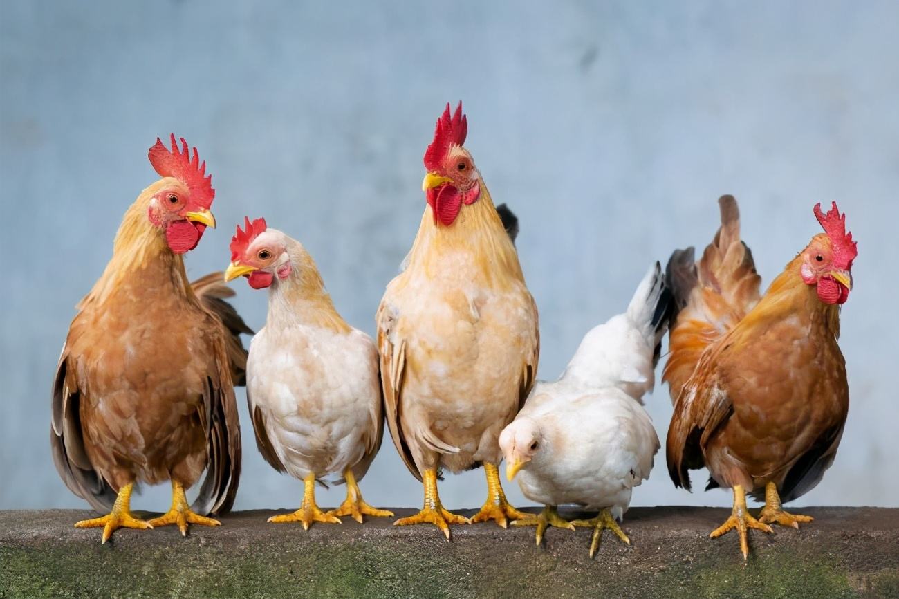 怎樣讓公雞不打鳴,怎樣讓公雞不打鳴兒?