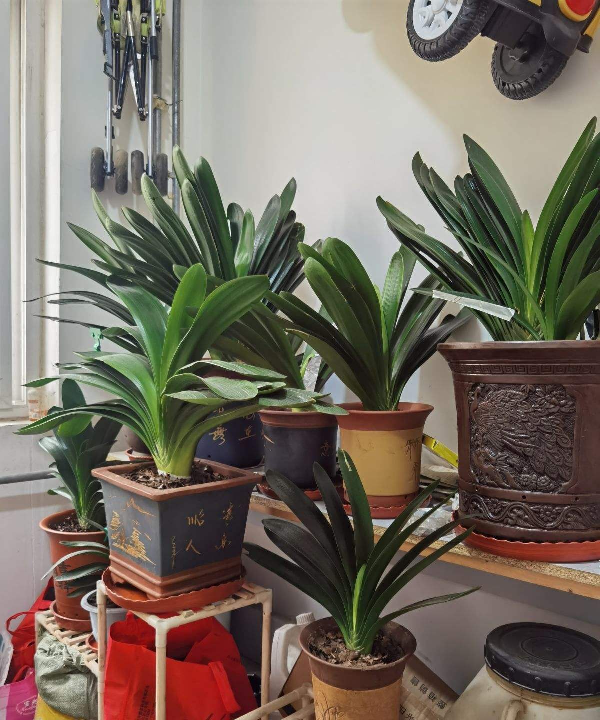 客厅养花“讲究大”，别随便，这6种，贵气不俗，养人旺家