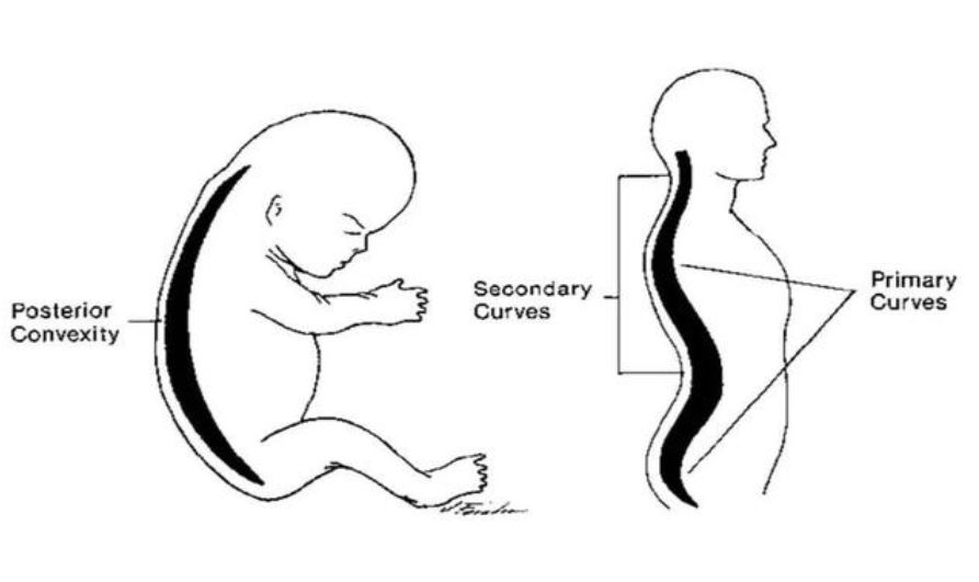 婴儿要睡枕头吗(宝宝脊柱特殊) - 乐宝宝贝