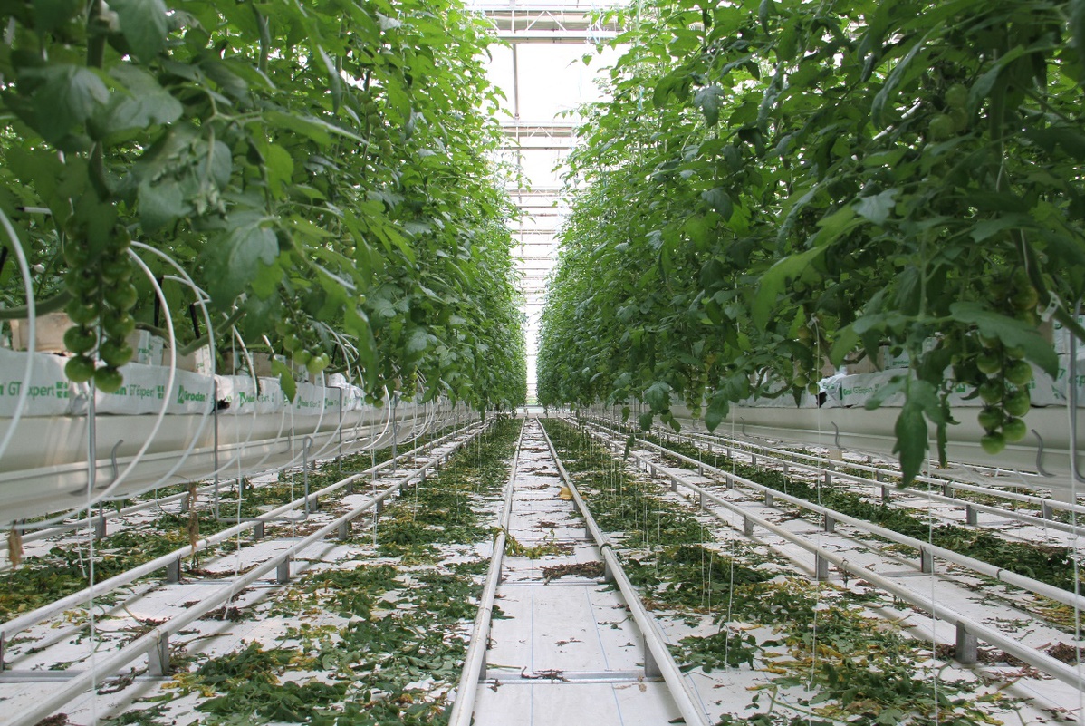 超级智能大棚一亩地年产番茄30吨，占地120亩株高15米，投资1.5亿