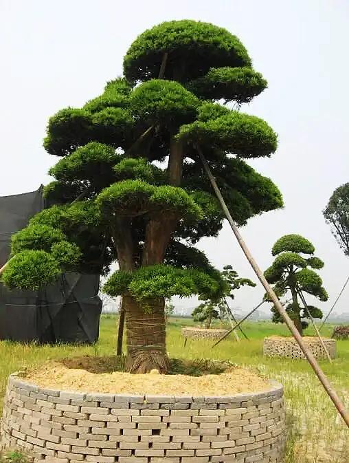 罗汉松～树姿古朴葱茏,神韵清雅挺拔,四季青翠,深得人们喜爱