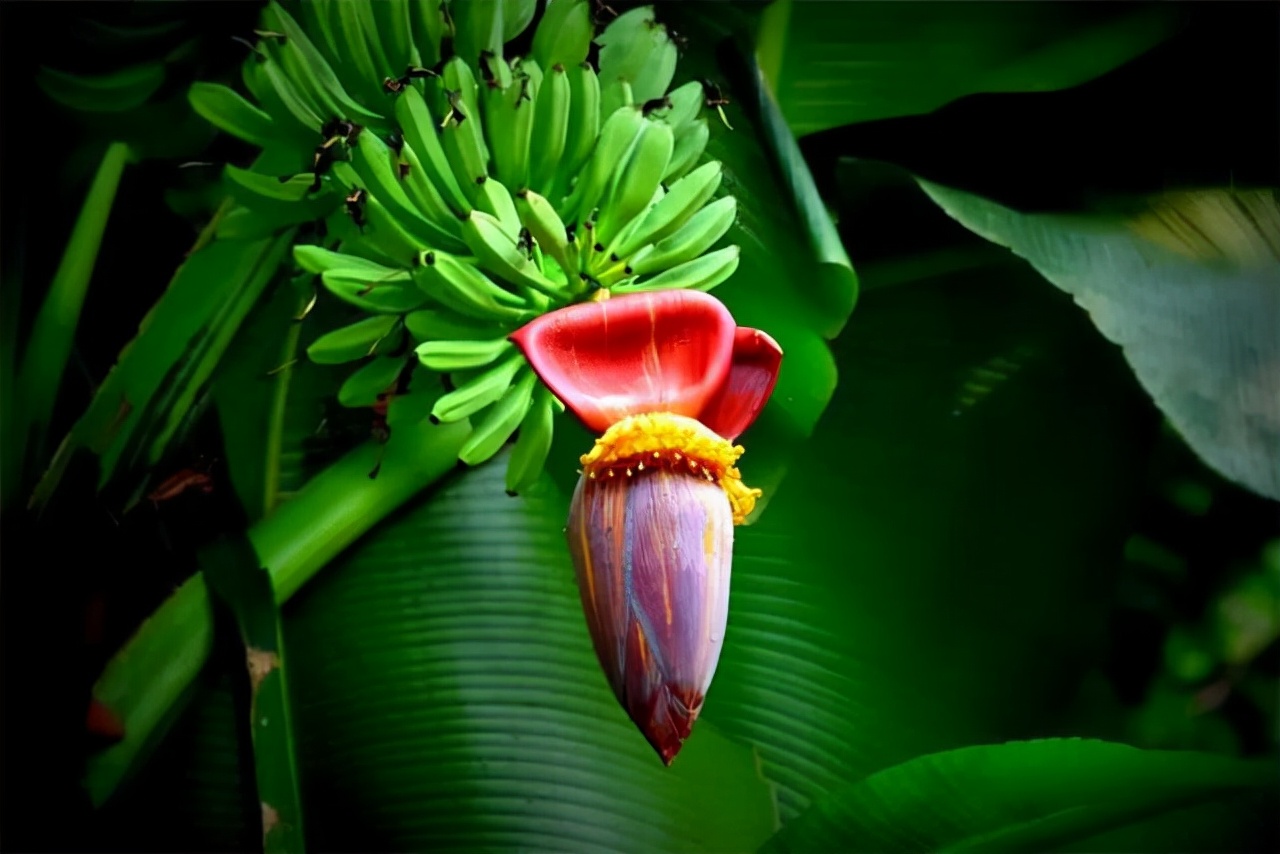 这18种水果开花的样子你见过几种 各种水果开花图片 - 情书号