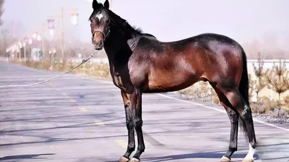 第二名夸特马,又被称为"四分之一英里马"擅长短距离冲刺