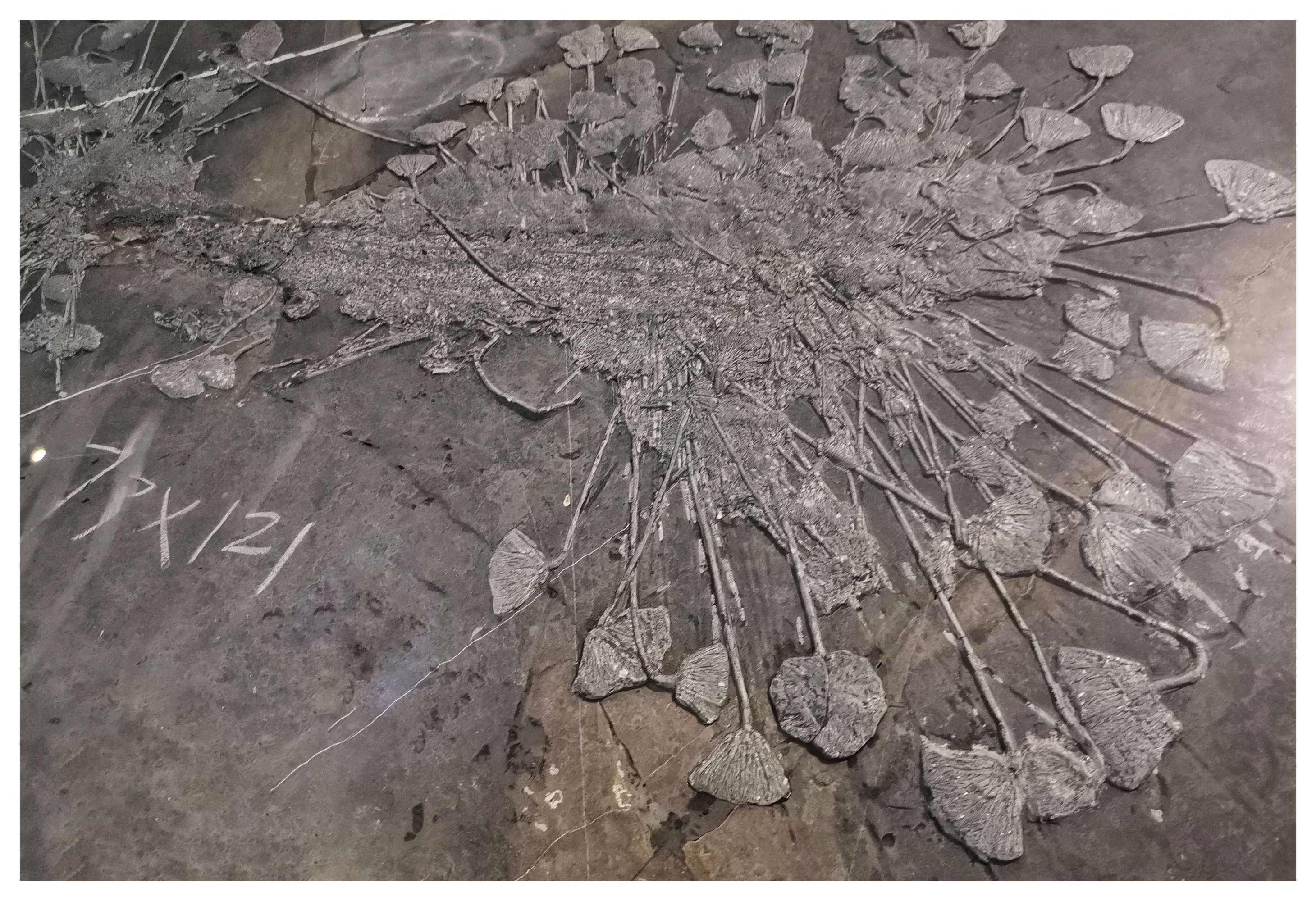 一颗3亿年前的“螺丝”，镶嵌在石块中，揭开一个史前的巅峰时代