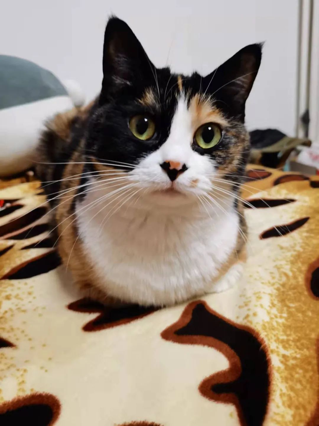 这回我终于见到了.