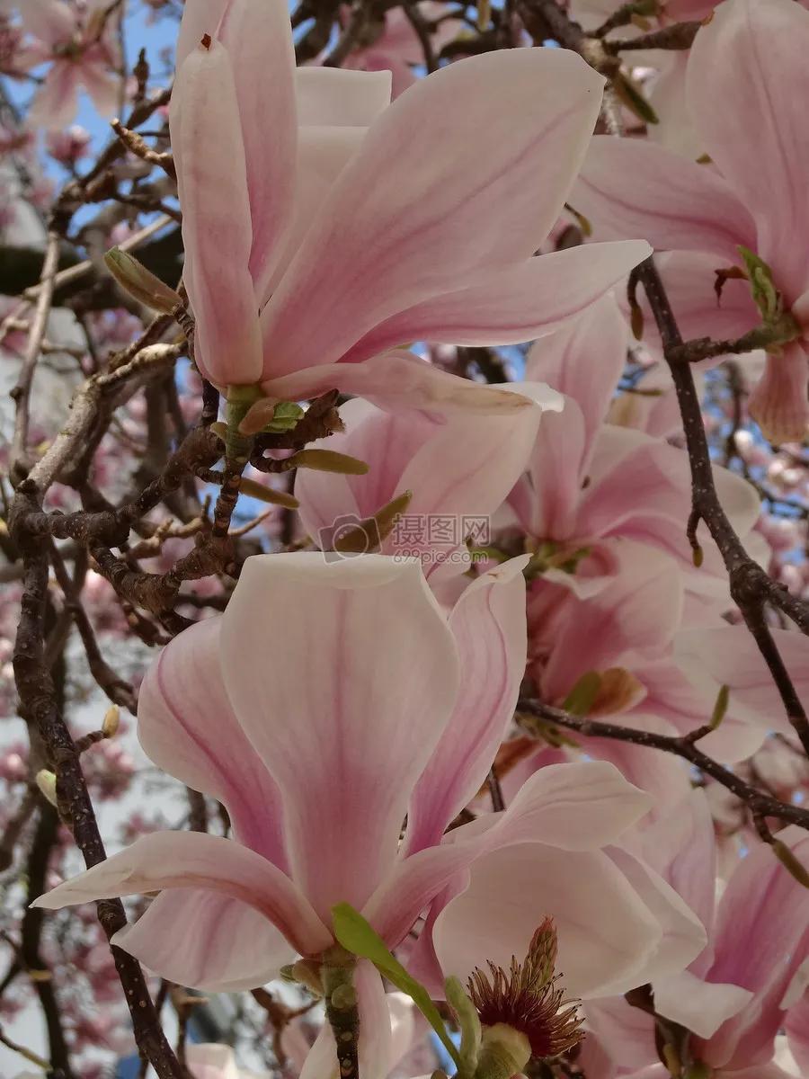 分享图片，浪漫唯美粉红色的花