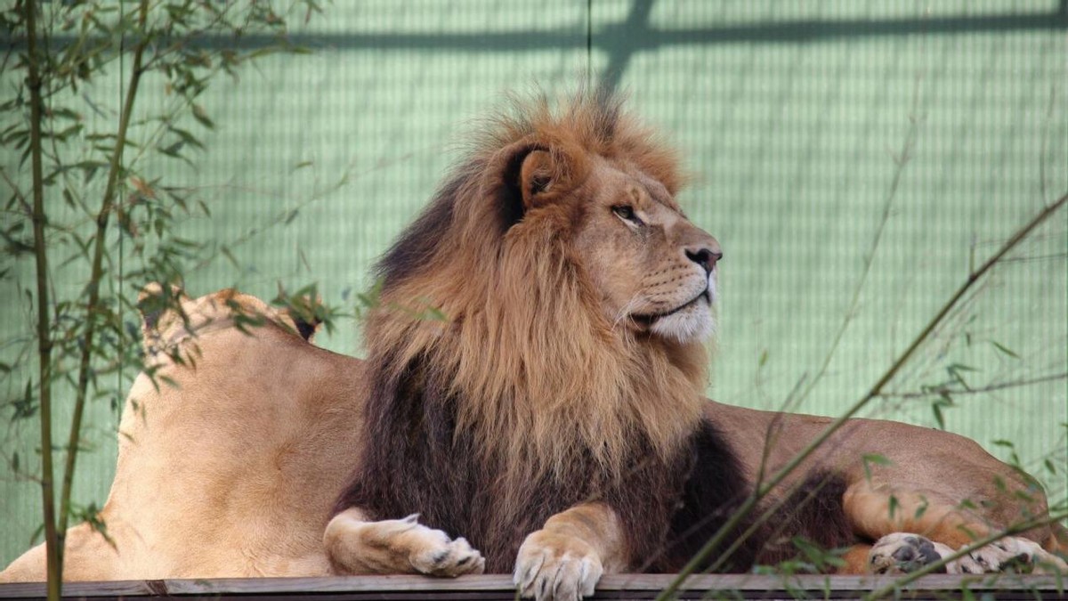 现代人类为何失去了丁丁骨？灵长类都有的骨头，消失是好是坏？