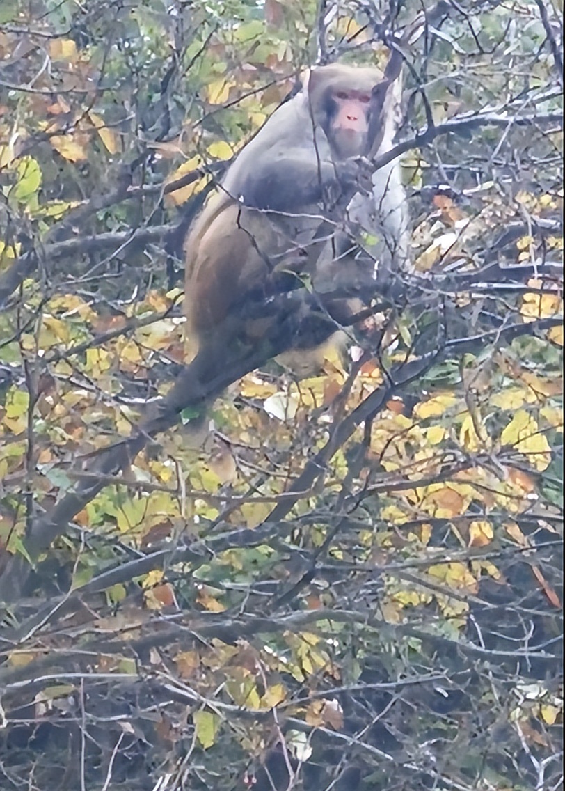甘肃秦州区李子园：发现野生猕猴，多次&ldquo;拜访&rdquo;村民家