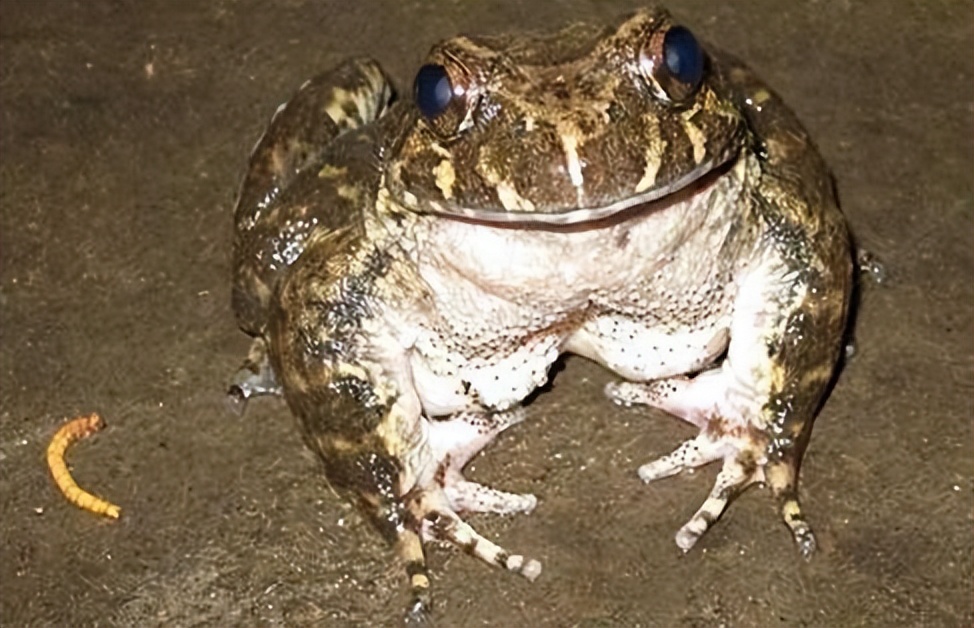 重庆惊现山珍美誉的石蛙