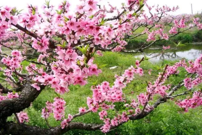 愿你春风过处，繁花似锦；愿你雨落之时，枝繁叶茂