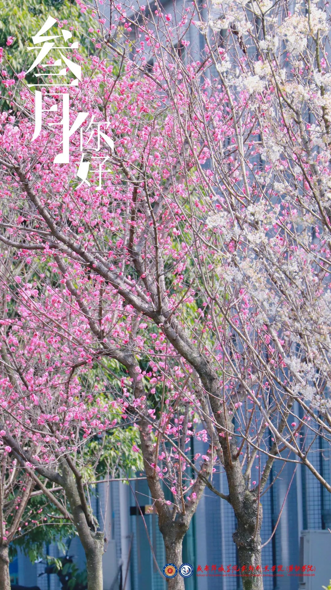 快来看看成都锦城学院的春日美景
