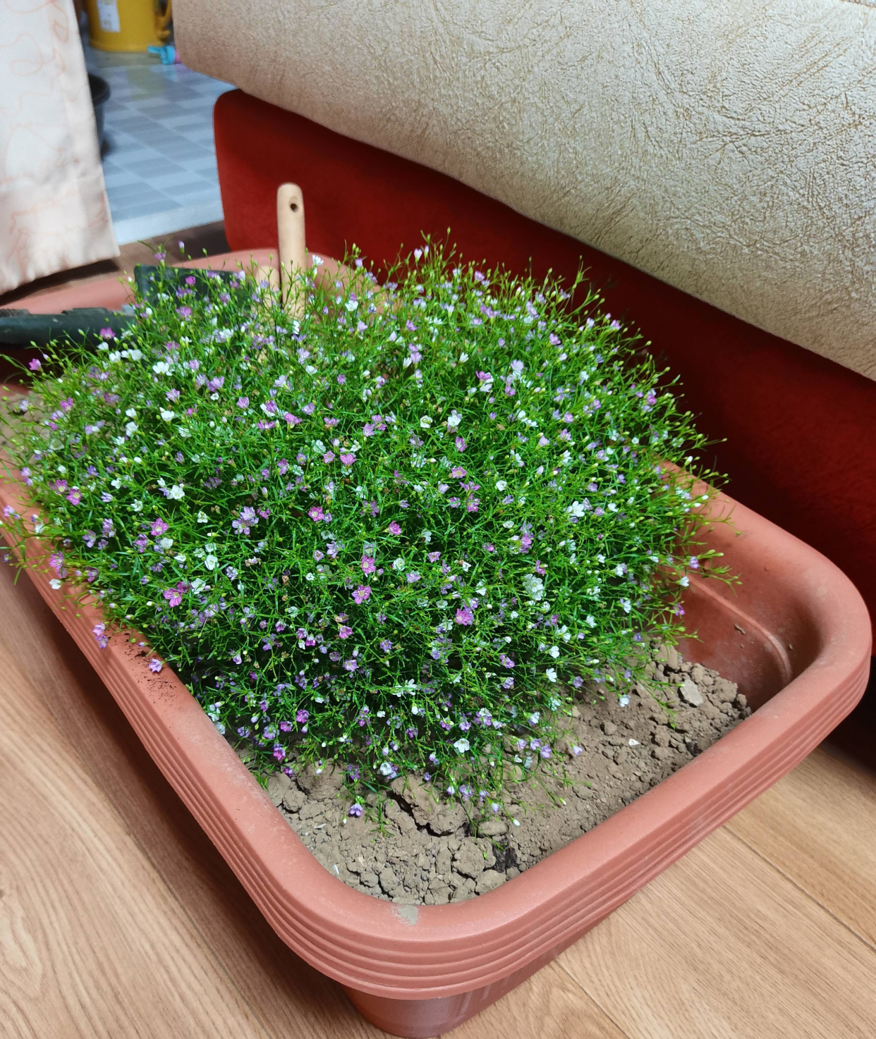 买了一束满天星怎么养满天星的2个养护小技巧