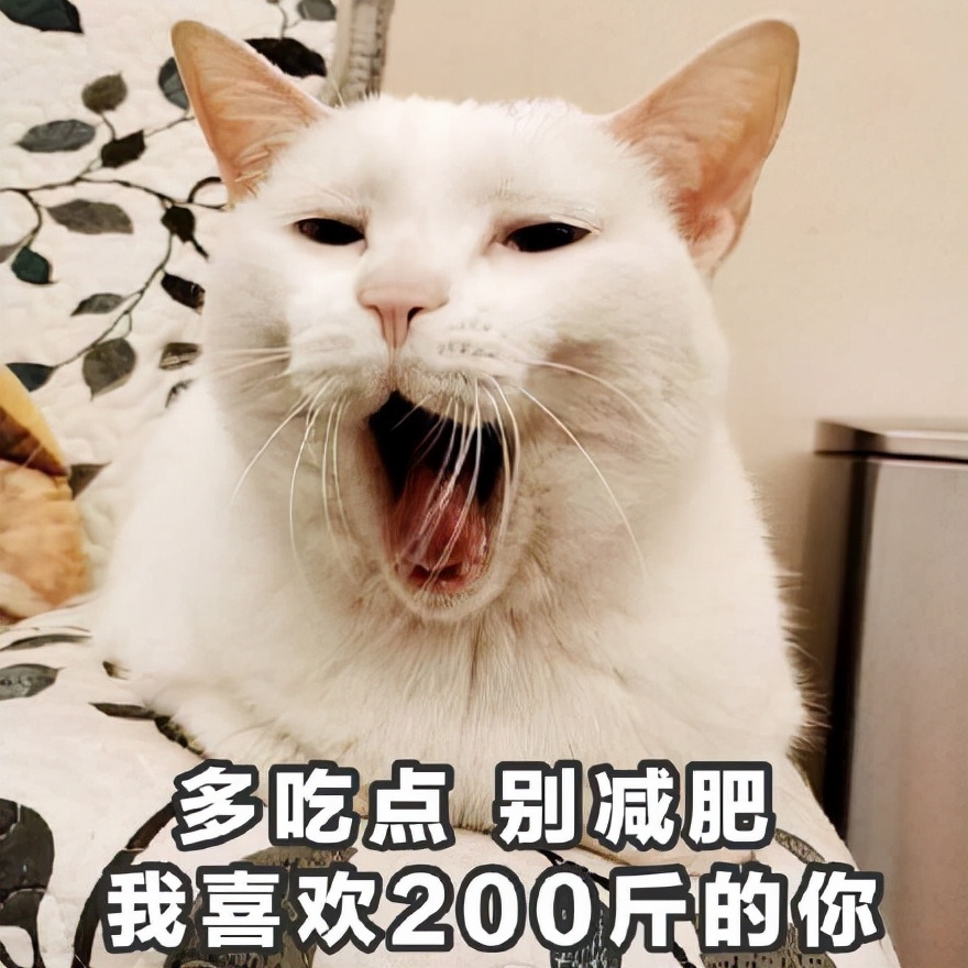 猫喜欢吃什么食物(猫咪最喜欢吃的6种食物，肉类必上榜)